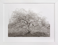 bloom I Fine Art Prints