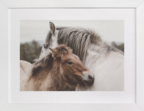 nuzzle Fine Art Prints