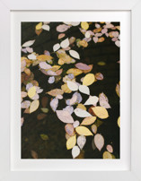 Autumn Palette II Fine Art Prints
