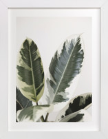 Jack Fine Art Prints