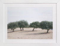 Casting Shade Fine Art Prints