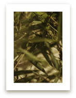 Bamboo Breeze by Katie Buckman