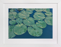 Painted Lily Pads Fine Art Prints
