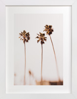 Dreamscapes #4 Fine Art Prints