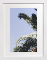 Palm I Fine Art Prints