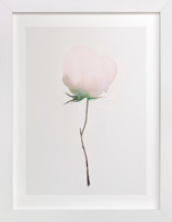 Budding Peony Fine Art Prints