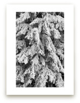 Frost 3 by Ardell McLennan