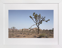 Joshua Tree With Rock Formation in Fine Art Prints