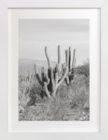 Strong-willed Fine Art Prints