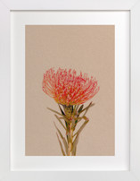Protea Collection 1 Fine Art Prints