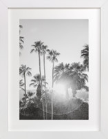 Sunflare Palms Fine Art Prints