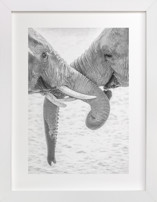 Elephant Love Fine Art Prints