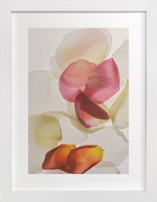 Inventing a Flower Fine Art Prints