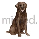 Chocolate Labrador Design Element