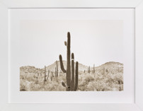 Cacti V