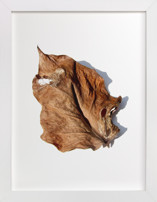 Brown Leaf Study #1 Fine Art Prints