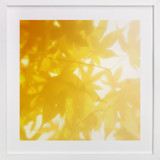 sun bathing leaves Fine Art Prints