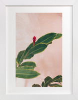 Pink Hawaiian Fine Art Prints