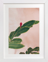 Pink Hawaiian Fine Art Prints