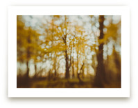 Golden Canopy Study #2 by Stacy Kron