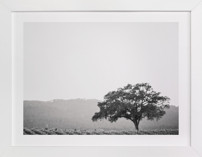 Wild Oak Fine Art Prints