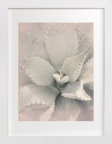 Southwestern Succulent Fine Art Prints