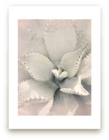 Southwestern Succulent by Wilder California