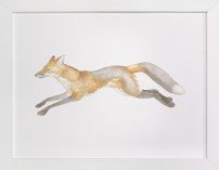 Swift Fox Fine Art Prints