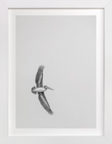 Gliding Pelican Over Lake Fine Art Prints