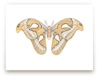 Atlas Moth by Natalie Groves