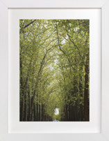 Canopy of Trees