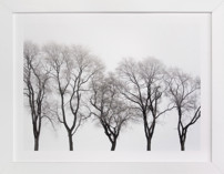 abstract trees