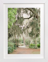 Spanish Moss Fine Art Prints
