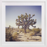 Joshua Tree