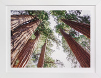 Soaring Sequoias Fine Art Prints