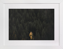 the lone wolf Fine Art Prints