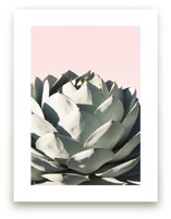 Pink Agave by Wilder California