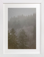 Pine Forest
