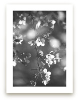 Vintage Blossoms I by Hettie Roberts