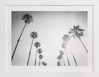 California Palms
