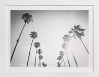 California Palms
