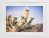 Joshua Tree Blooming Cactus Fine Art Prints