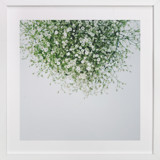 Gypsophila Fine Art Prints