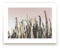 Summer Cactus by Wilder California