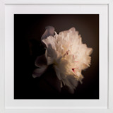 A White Peony Fine Art Prints