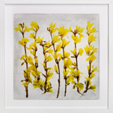 Forsythia Fine Art Prints