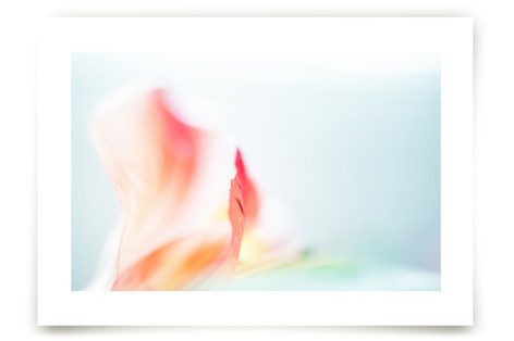 Delicate Array Art Prints