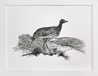 Bewick's Little Bustard