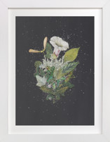 Night Mint Blossom