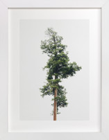 Solo Fine Art Prints